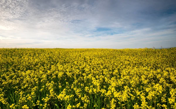 Mooi gebied met gele bloemen in het voorjaar — Stockfoto