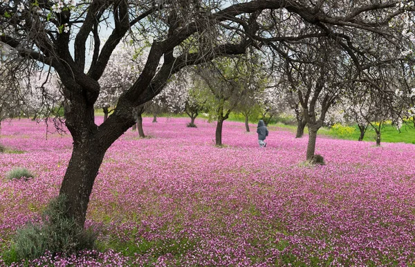 Bellissimo campo con velo viola di fiori all'inizio della primavera . — Foto Stock