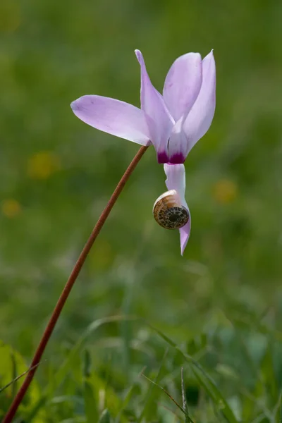 Belle fleur de cyclamen frais et escargot — Photo