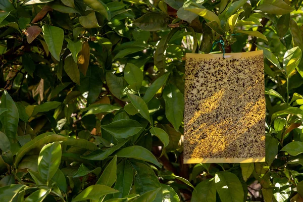 Trappola per insetti volanti appesa ad un albero — Foto Stock