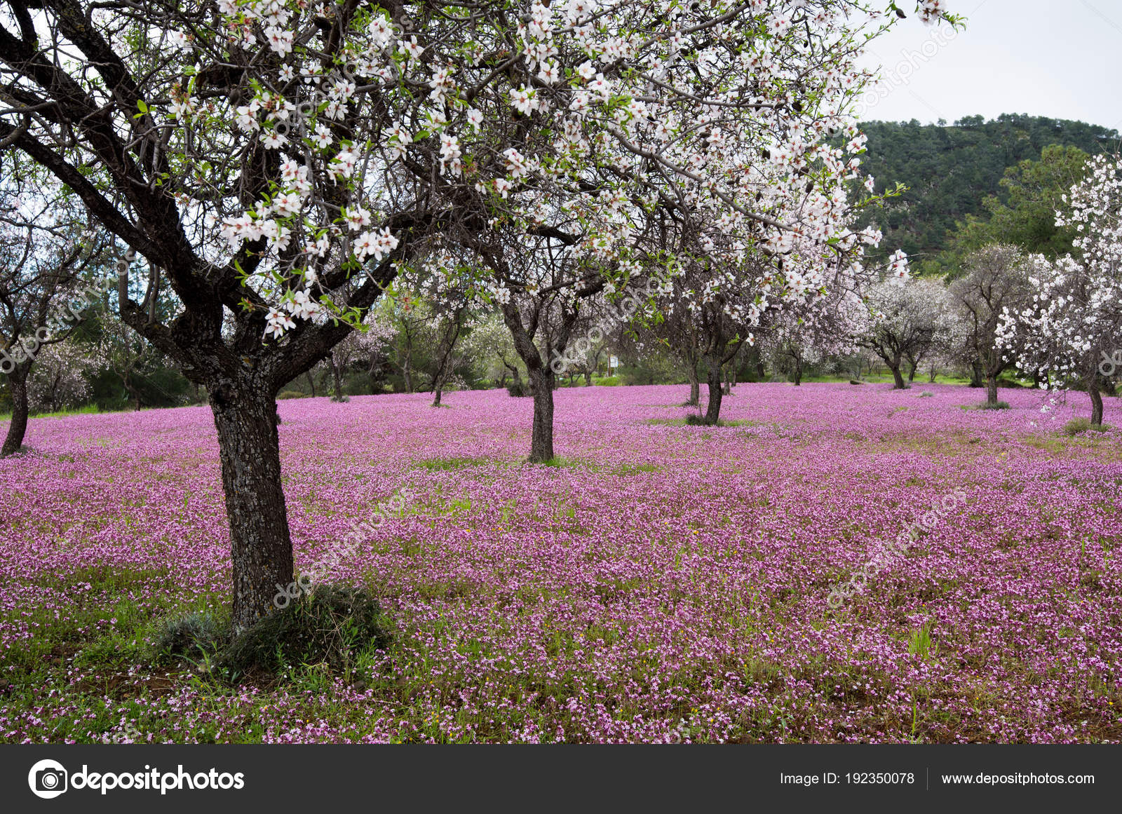 Beautiful Field Almond Trees Full White Blossoms Purple Vail Flowers —  Stock Photo © mpalis #192350078, image size:1600x1161