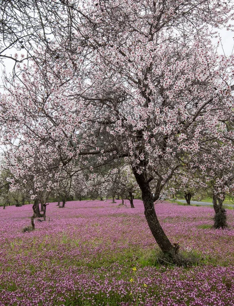 Piękne Pola Drzew Migdałowych Pełne Białych Kwiatów Purpurowe Zasłony Kwiatów — Zdjęcie stockowe