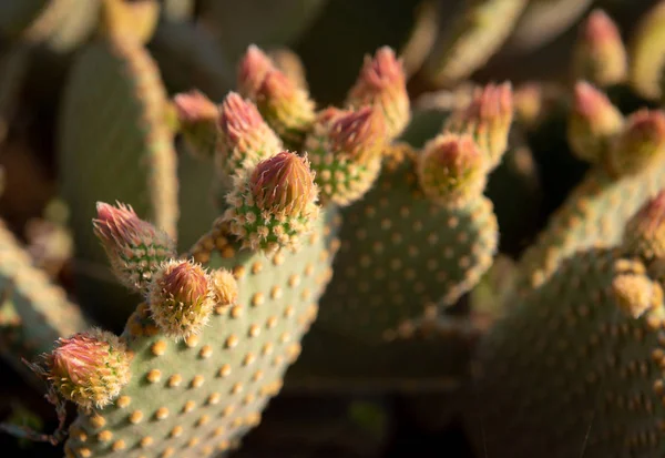 Details Leaves Green Prickly Pear Cactus Plant Blooming Flowers — Stock Photo, Image