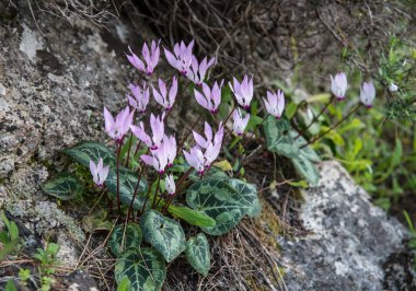 Pembe güzel Siklamen kır çiçekleri bir kayanın üzerinde.