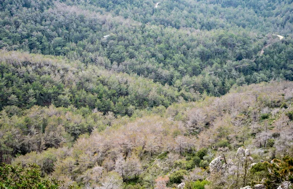 Horský Lesní krajina — Stock fotografie