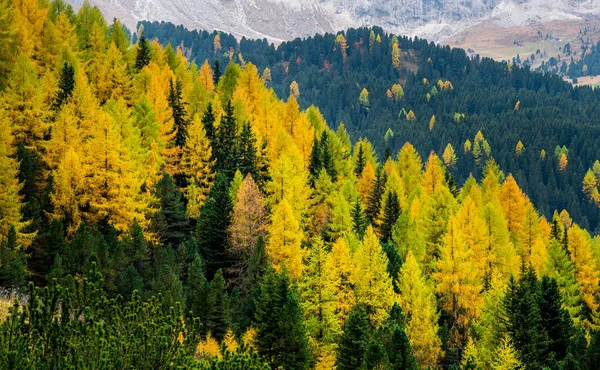 Krásné podzimní žluté a zelené borovice na italském Dolu — Stock fotografie