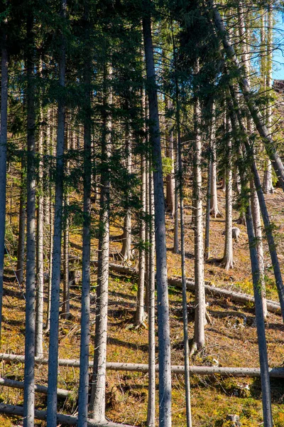 Grupo de árboles en el bosque en otoño . —  Fotos de Stock