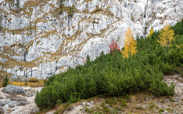 Яскраві жовті й зелені сосни осені в Італійському Доло. — стокове фото
