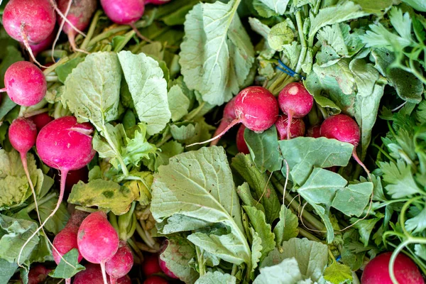 Beta vulgaris, fruta vegetal de remolacha — Foto de Stock