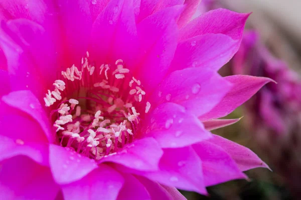 Bellissimo fiore di cactus magenta fresco in fiore — Foto Stock