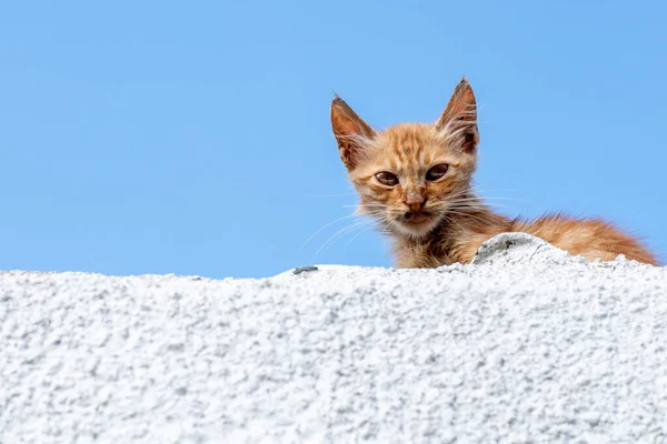 Gatto domestico marrone seduto su un muro bianco — Foto Stock