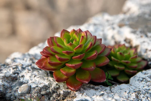 바위에 심어 진 아름다운 싱싱 한 에크 레니아 식물 — 스톡 사진