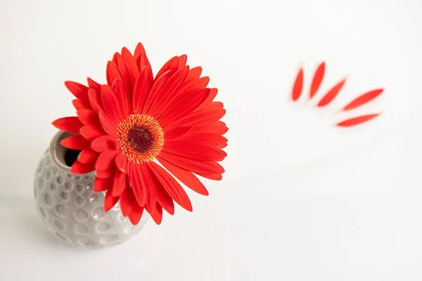 白いスタイリッシュな花瓶の赤いガザニアの花。創造的な静物 — ストック写真