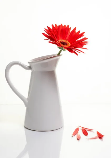 Rote Gazania-Blume auf einer weißen stilvollen Vase. Kreatives Stillleben — Stockfoto