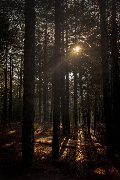 Napsugarak ragyognak át a fákon — Stock Fotó