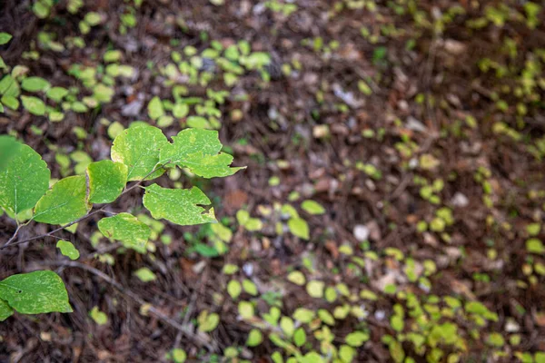 Fondo de la naturaleza con hermosas hojas de árbol verde . —  Fotos de Stock