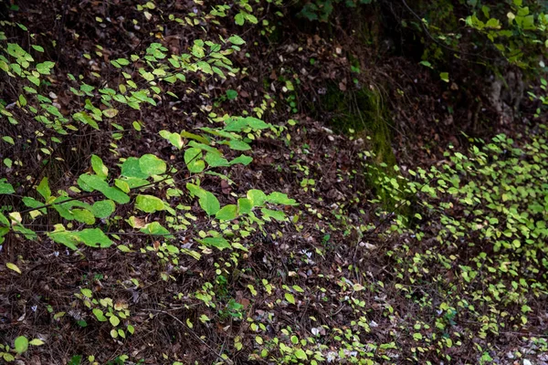 Fondo de la naturaleza con hermosas hojas de árbol verde . — Foto de Stock