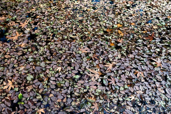 Herfst bladeren drijven op het water waardoor een prachtige natuur terug — Stockfoto