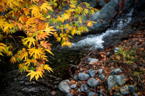 Folhas de bordo amarelas em uma árvore acima de um rio da bela — Fotografia de Stock