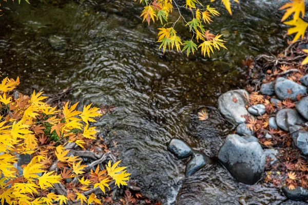 从美丽的河流上游的树上，黄枫叶丛生 — 图库照片