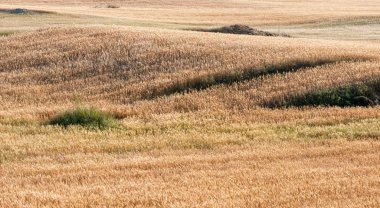 Mısır gevreği hasat edilmiş tarlalarla tarım arazisi.