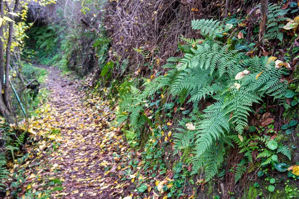 Hermosa e idílica ruta de senderismo en otoño en la montaña Troodos —  Fotos de Stock