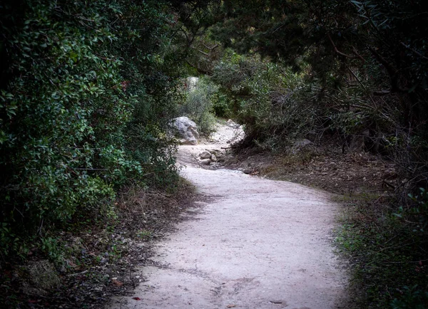 Hermosa e idílica ruta de senderismo vacía en el bosque . — Foto de Stock