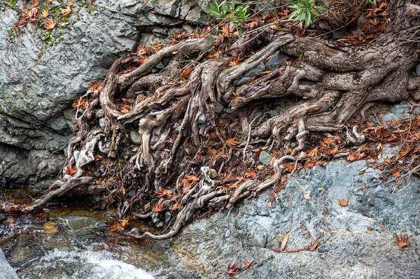 바위투성이의 강 표면에 있는 나무뿌리. — 스톡 사진