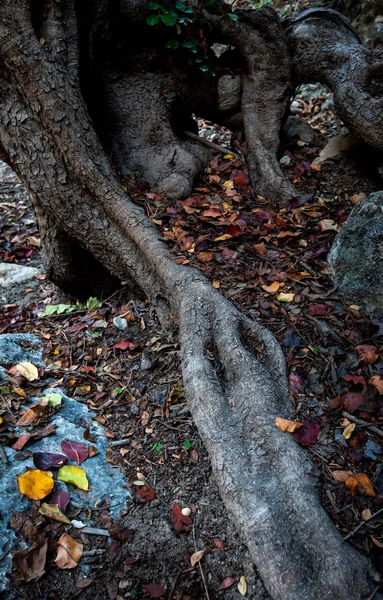 바위 표면에 있는 거대 한 나무뿌리. — 스톡 사진