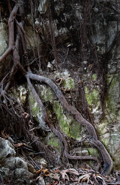 Raíces de árboles gigantes en una superficie rocosa . — Foto de Stock