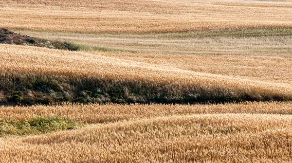 Contexte des terres agricoles avec champs de céréales récoltés . — Photo