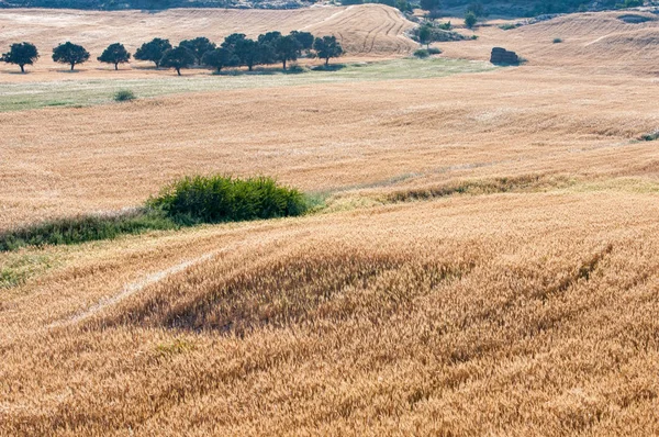 Agriculture land background with cereal harvested fields.