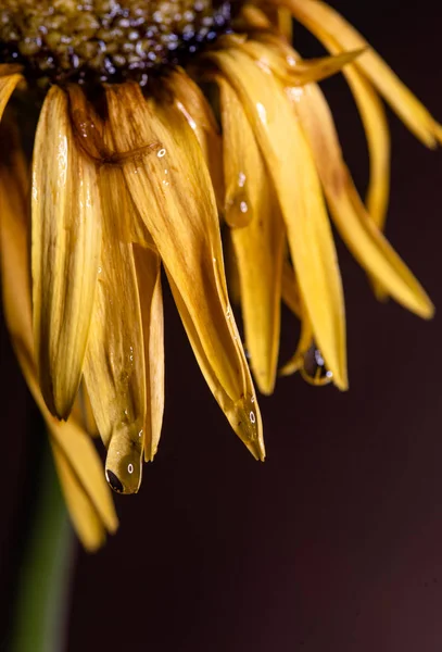 Dália amarela flor murcha com pétalas amarelas prontas para cair . — Fotografia de Stock