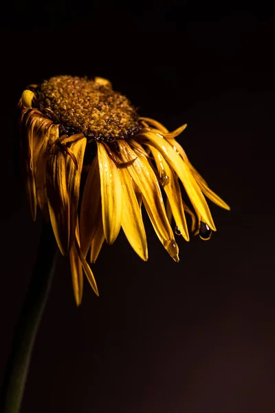 Yellow dahlia withered flower with yellow petals  ready to fall.