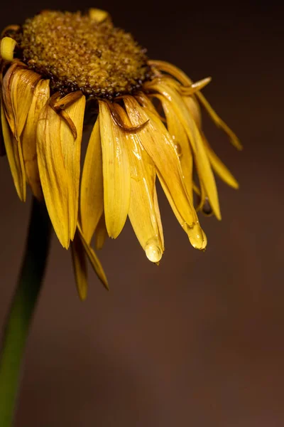 Dalia gialla fiore appassito con petali gialli pronti a cadere . — Foto Stock