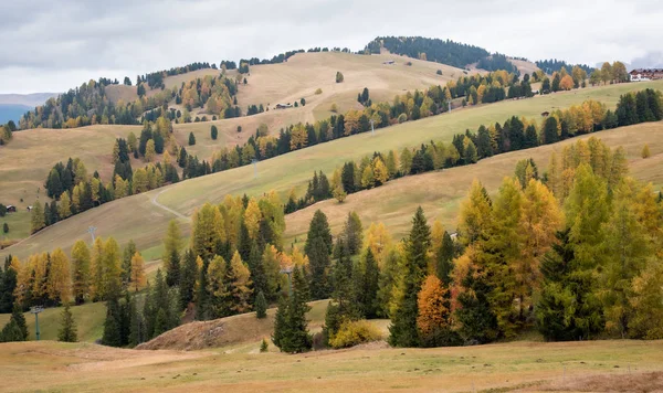 Krajobraz z pięknymi jesienno-żółtymi i zielonymi sosnami w t — Zdjęcie stockowe