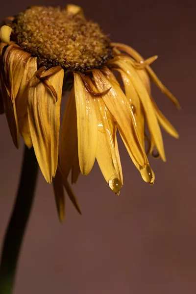 Yellow dahlia withered flower with yellow petals  ready to fall.