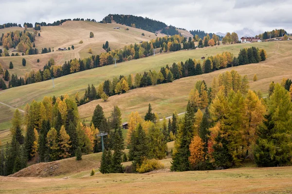 Krajina s krásnými podzimní žluté a zelené borovice na t — Stock fotografie