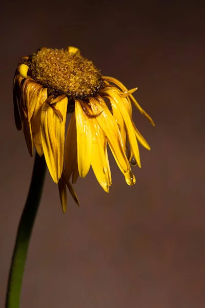 Yellow dahlia withered flower with yellow petals  ready to fall.