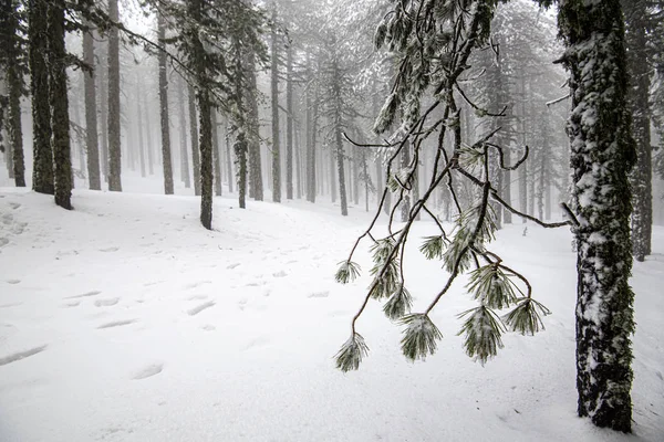 Zimní lesní krajina s horami pokrytými sněhem a zamrzlé — Stock fotografie