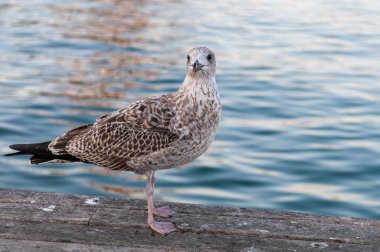 Güzel martı kuşu ahşap iskelede yürüyor