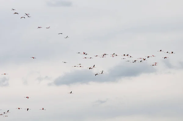 Gruppe exotischer Flamingos fliegt hintereinander am Himmel. — Stockfoto