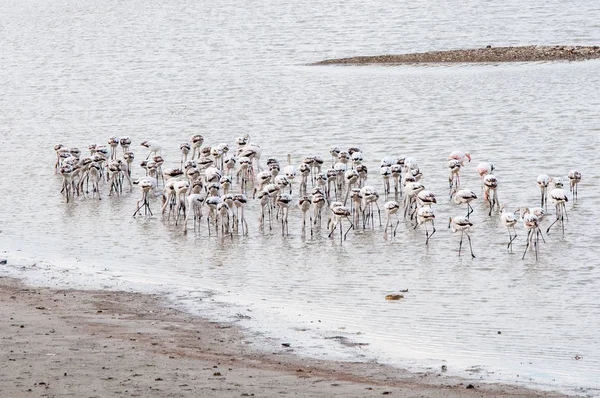 Grupo de belos pássaros flamingo alimentando-se no lago de sal de La — Fotografia de Stock