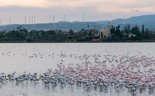 Flamingo-Vögel rasten und füttern am Salzsee. — Stockfoto