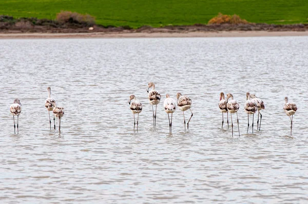 ला मीठ तलाव येथे आहार सुंदर फ्लेमिंगो पक्षी गट — स्टॉक फोटो, इमेज