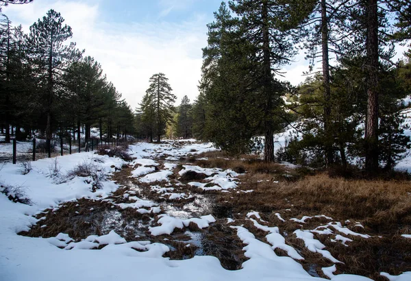 Зимовий лісовий пейзаж з горою, вкритою снігом і сосною т — стокове фото