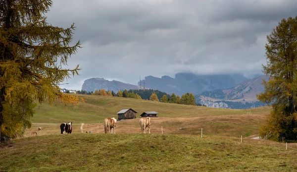 Paarden op de velden van de prachtige Alpe di siusi Seiser Alm — Stockfoto