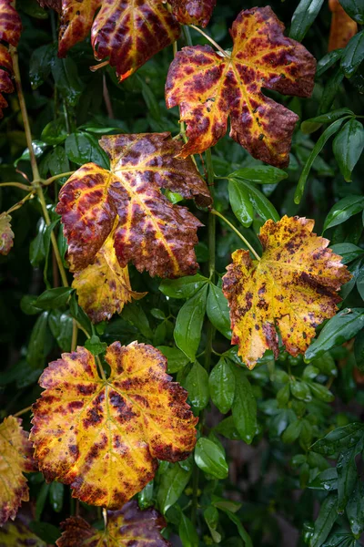 Κίτρινα φωτεινά φύλλα το φθινόπωρο φύλλα από σταφύλι — Φωτογραφία Αρχείου