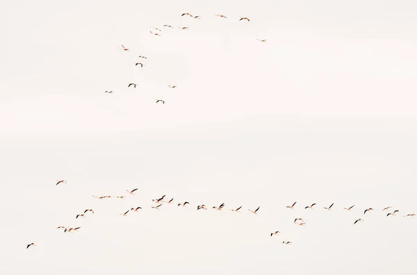 Grupo de pássaros exóticos flamingo voando no céu em uma fileira . — Fotografia de Stock