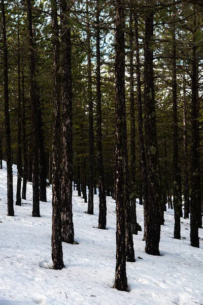 Raw Tall Pine Trees Snowy Forest Troodos Mountains Cyprus — Stock Photo, Image